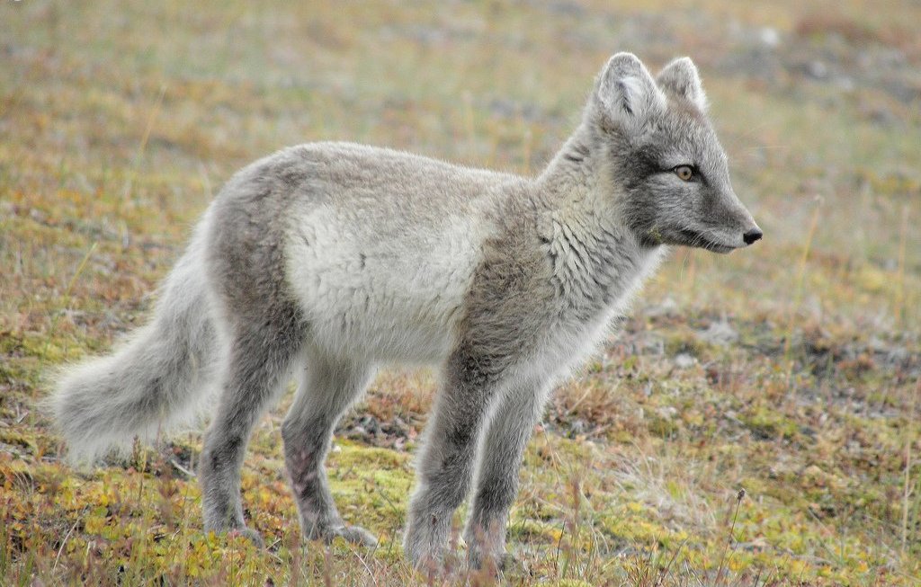 Arctic Fox - Photo by Billy Lindblom